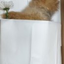 딸기애견 이미지