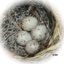 019-문산-019 이미지