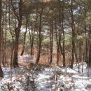 지리산농원 Daum카페