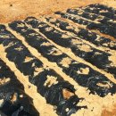 왕버들2농장 이미지