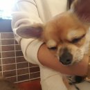 맨앤독 애견카페 이미지