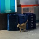 티라임스 | 부산 엄궁 카페/깔끔하고 빵이 맛있었던 카페 [티라임스 커피] 솔직후기