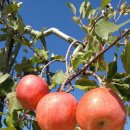 맹순이농장 이미지