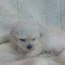 도그마루 강아지고양이 목동점 | 서울고양이분양으로 만나는 반려동물의 행복, 도그마루 강아지 고양이 목동점