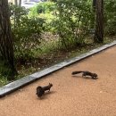 260817_어대공_HRWAT벙_LSD_20k_붕어런 이미지