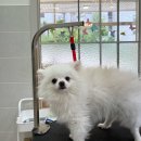 와니살롱 이미지