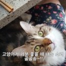 골골송