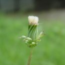 호박넝쿨 이미지