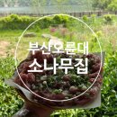 오륜대향어회
