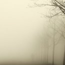 안개로가로수 이미지