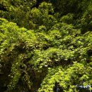 킬리만자로의 표범...조용필 이미지