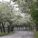 물야면 이팝나무 이미지