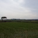 마당쇠인력 Daum카페
