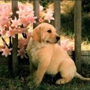 예쁜강아지 이미지