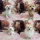 멍삼이네 이미지