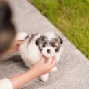 앨리스코리아켄넬 | 크림파티푸들과 블랙파티푸들분양 완벽하게 알아보자(feat. 파티비숑분양)