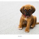 배박사 동물병원 이미지