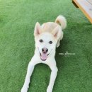 이평우 반려견 교육센터 이미지