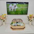 순천 반려동물장례식장 하늘별 | [순천 반려동물 장례식장] 순천반려동물장례식장하늘별 24시간 방문, 전문 케어