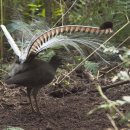 【금조(큰거문고새) 琴鳥 | Superb lyrebird)】「서양의 고대악기 리라」, 〔성대모사새〕 이미지