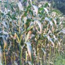 대발농장 이미지