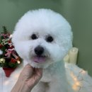 멍블리 펫살롱 이미지