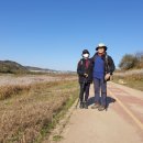 군남 은행나무 이미지