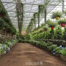 가시리 여의도점 | "이게 진짜 꽃밭이죠" 튤립과 유채꽃을 동시에 볼 수 있는 봄꽃 여행지