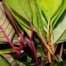 아마란스 이미지