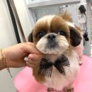 늘 사랑스럽개 이미지