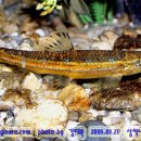 어류도감 이미지