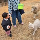 경남목장 | 남해 아기랑 양떼목장 양마르뜨 언덕 / 경남 아이와 가기좋은 양떼목장 후기 / 먹이주기 체험 / 남해...