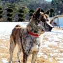 펫스토리 수가 | 김유신장군과 함께한 동경견(펌)