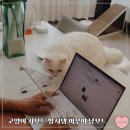 고양이 키보드 방지커버 미무미 냥보드가드집사 필수템(f.키보드 덮개