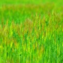 초록수채화 이미지