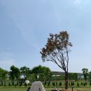 한강시민공원(가족캠핑장 초입) | 구리한강시민공원 가족힐링캠핑장 텐트치기 좋은 곳