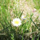 관동팔경 녹색경관길 | 해파랑길26코스 / 수산교 · 왕피천생태공원 · 연호공원 · 죽변항 입구