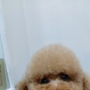 멍냥이네 가위컷 이미지