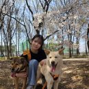 4월 브링미홈 정기산책봉사(부제: 꽃보다 아름다워라)