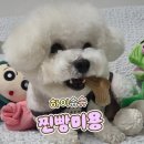 하이슈 - 통영시 죽림5로 49 | 인천 부평 하이슈슈 애견미용 후기 찐빵이 사랑해
