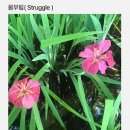 강성은꽃 이미지