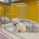 플랜멍 강아지분양 포항점 이미지