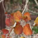 식산봉의 황근자생지 및 상록활엽수림 이미지