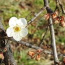 봄편지