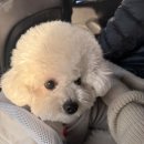 봉투총판 | 강아지 산책 필수템:) 커넥트 핸즈프리 로프 리드줄 & 배변봉투 솔직 후기