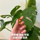 네일오르왁싱 | 포항 우현동 네일 맛집 스튜디오 오르 봄맞이 젤네일 잘하는 곳
