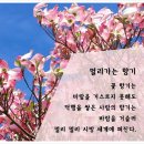 멀리가는향기 이미지