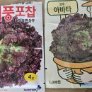 콩꽃씨 네이버블로그