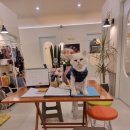 발리애견호텔 이미지