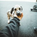 24시 라인동물의료센터 이미지